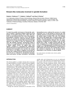 Kinesin-like molecules involved in spindle formation
