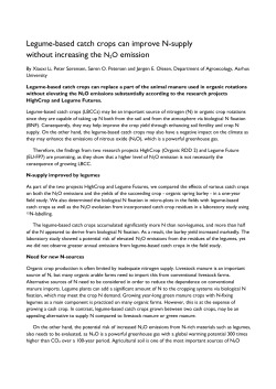 Legume-based catch crops can improve N