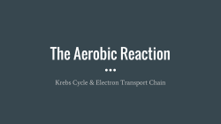 The Aerobic Reaction
