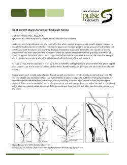 Plant growth stages for proper herbicide timing