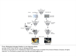 Biological nitrogen fixation in non
