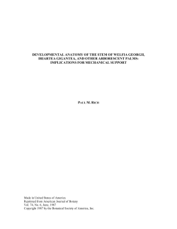 Developmental Anatomy of the Stem of Welfia georgii, Iriartea