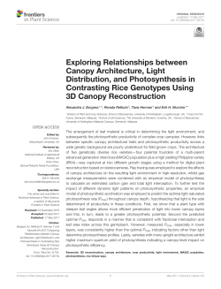 Exploring Relationships between Canopy Architecture, Light