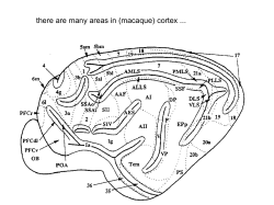 there are many areas in (macaque) cortex there are even more