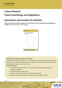 Fossil morphology and adaptions