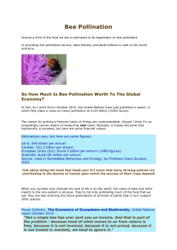 Bee Pollination - School