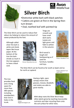 Silver Birch - Karen Jeffreys