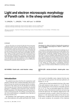 Light and electron microscopic morphology of Paneth cells in the