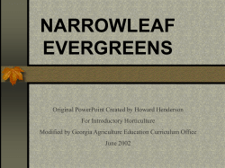narrowleaf evergreens