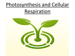 Photosynthesis Cellular Respiration