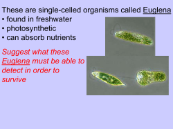 5. cell signalling sem