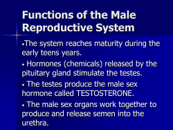 Functions of the Male Reproductive System