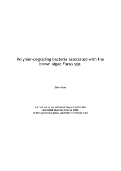 Polymer-degrading bacteria associated with the brown algae Fucus
