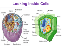 Looking Inside Cells