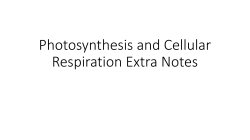 Photosynthesis and Cellular Respiration Extra Notes
