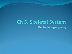 Ch 5. Skeletal System