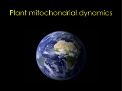 Plant mitochondrial dynamics