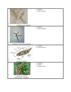 1. unicellular, move using cilia a. Kingdom &ndash; b. Common Name