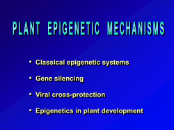 First transgenic PRSV-resistant papaya plant 1980s
