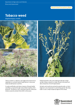 Tobacco weed - Department of Agriculture and Fisheries