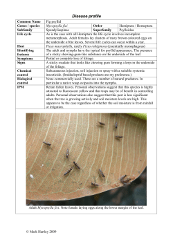 Fig psyllid - The Arborist Network