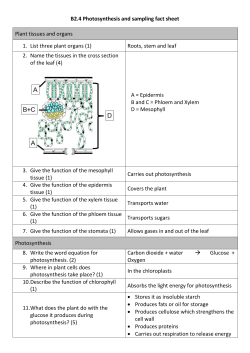 B2.4 Photosynthesis and sampling fact sheet Plant tissues and