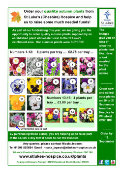 6 plants per tray - St Luke`s Cheshire Hospice
