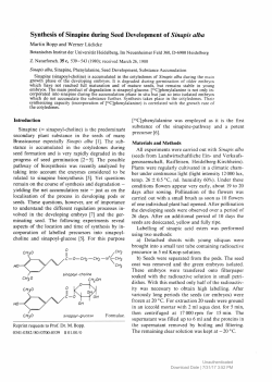 Synthesis of Sinapine during Seed Development of