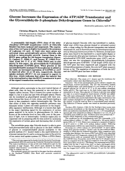 Glucose Increases the Expression of the ATP/ADP Translocator and