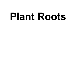Plant Roots - People Server at UNCW
