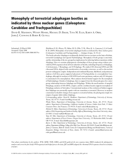 Monophyly of terrestrial adephagan beetles as