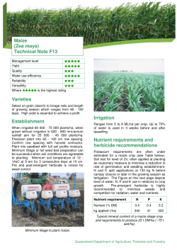 Maize - Dairyinfo.biz