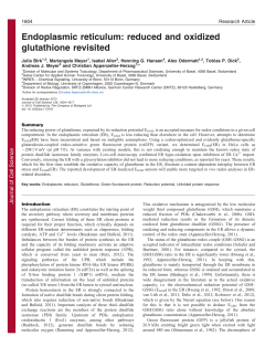 Endoplasmic reticulum: reduced and oxidized glutathione revisited