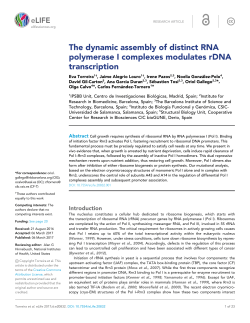 The dynamic assembly of distinct RNA polymerase I complexes