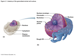 Nucleus Cytoplasm Plasma membrane (a) (b) Rough ER Nuclear