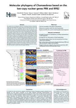 Molecular phylogeny of Chamaedorea based on the low