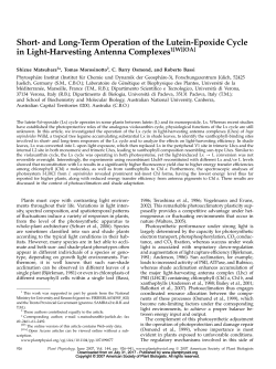 and Long-Term Operation of the Lutein