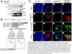 Supplemental Figure 6
