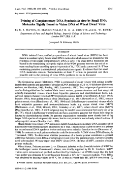 Priming of Complementary DNA Synthesis in vitro by Small DNA