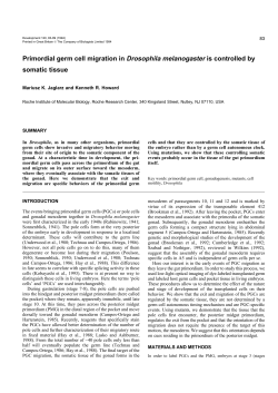 Primordial germ cell migration in Drosophila