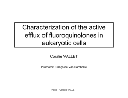 Characterization of the active efflux of fluoroquinolones in eukaryotic