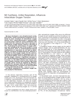 NO Synthesis, Unlike Respiration, Influences Intracellular Oxygen