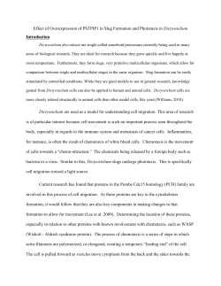 Effect of Overexpression of PSTPIP1 in Slug Formation and