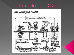 nitrogen gas (N 2 )