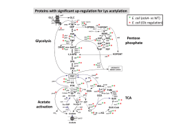 * * * ** * * * * * * * * * * * * * * * * * * * * * * * * * Pentose phosphate TCA