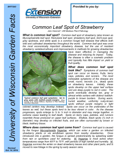 Common Leaf Spot of Strawberry - Plant Disease Diagnostics Clinic