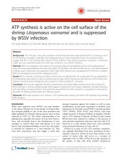 ATP synthesis is active on the cell surface of the shrimpLitopenaeus