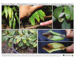 Ramorum Blight, Phytophthora ramorum&mdash;symptoms on common