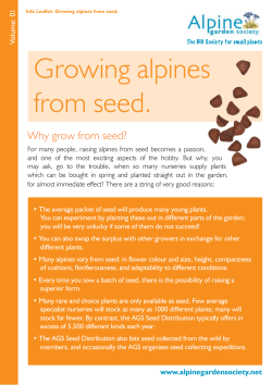 Growing alpines from seed.