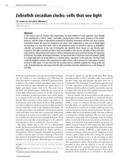 Zebrafish circadian clocks: cells that see light